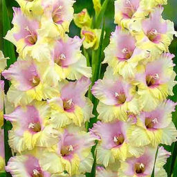 ГЛАДИОЛУС Мон Амур Разбор 10/12 Кол-во упак., шт 10