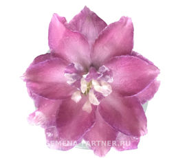Дельфиниум Пинк Пунш - Партнер фото 5