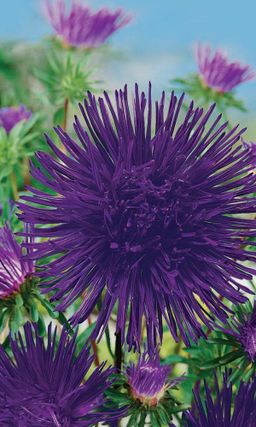 Астра НОЧНАЯ ЗВЕЗДА  Густомахровая, игольчатый тип