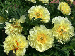 Пион Bartzella (Барцелла)