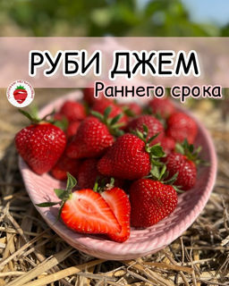 Клубника Руби Джем А 10шт/пучок