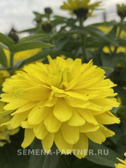 Цинния махровая Барышня-крестьянка Медовая Коврижка - Партнер фото 7