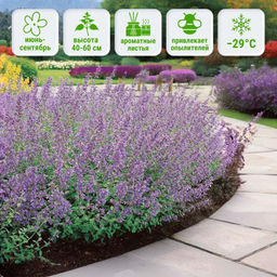 Котовник Фассена Сикс Хиллс Джиант Голд