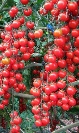 Томат ВИШНЯ КРАСНАЯ Сверхурожай! Отлично подходит для цельноплодного консервирования кистями!