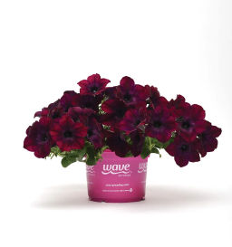 Петуния Изи Вэйв Бургунди Велюр каскадно-ампельная - Партнер фото 6