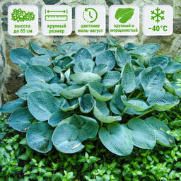 Хоста Биг Дадди