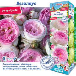 Роза Везалиус (Флорибунда) 1шт