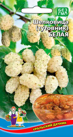 Шелковица БЕЛАЯ