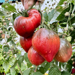 Вишневый сироп НОВИНКА 2025 года!