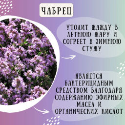 Камлёвъ Черный чай с горным чабрецом и лепестками календулы Чабрецовый, 48 г (16 саше) - Камлевъ фото 8