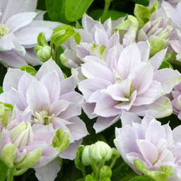 КЛЕМАТИС Дансинг Куин Разбор I Кол-во упак., шт 1