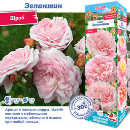 Роза Эглантин (Английская/Шраб) 1шт