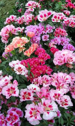 Годеция МОНАРХ