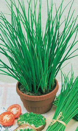 Лук слизун ЛИДЕР Листья сочные, нежные, с ярким чесночным ароматом! Листья не грубеют до самой осени! Дружно и быстро отрастает после срезки! Великолепно зимует!