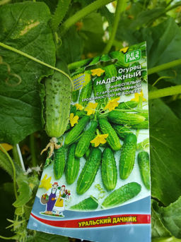 Огурец НАДЁЖНЫЙ Название говорит само за себя! Раннеспелый! С гарантированной урожайностью! Не болеет! - Уральский дачник фото 2