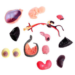 Набор для опытов Строение тела, беременная женщина - Эврики фото 5