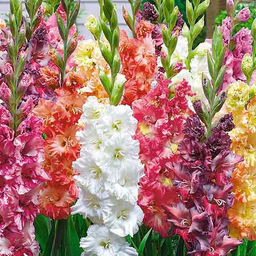 ГЛАДИОЛУС Смесь "Города" Разбор 10/12 Кол-во упак., шт 10