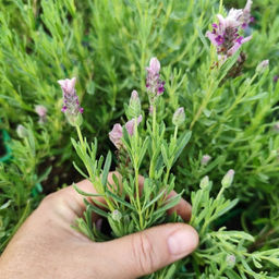 Лаванда испанская Пинк - Долина роз фото 2