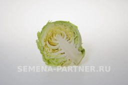 Капуста белокочанная ультраранняя Настя - Партнер фото 5