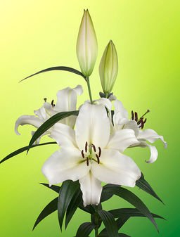 ЛИЛИЯ Монте Бьянко Разбор 12/14 Кол-во упак., шт 5