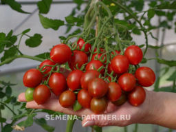Томат Джессика - Партнер фото 2