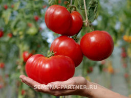 Томат Фаворит F1 - Партнер фото 2