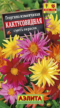 Георгина Кактусовидная, смесь сортов