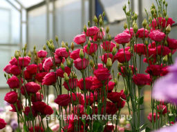 Эустома срезочная махровая красная Принцесса Луиза - Партнер фото 5