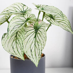 Искусственный цветок в горшке «Каладиум расписной», 7.5×15 см