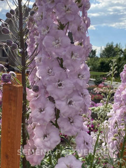 Дельфиниум Пинк Блаш - Партнер фото 4