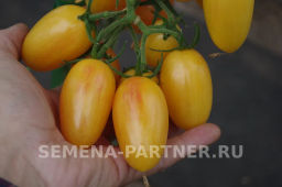 Томат Котя - Партнер фото 7