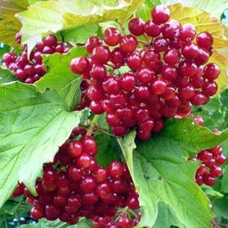 Калина Гранатовый браслет (30-40 см), саженцы 2х летние