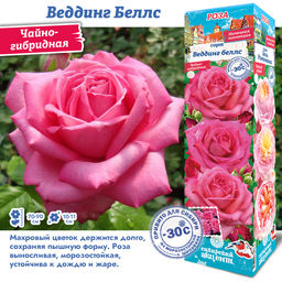 Роза Веддинг Беллс (Чайно-гибридная) 1шт