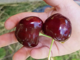 Черешня Крупноплодная