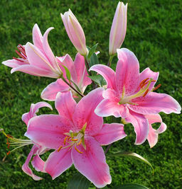 ЛИЛИЯ Сорбонна Разбор 12/14 Кол-во упак., шт 5