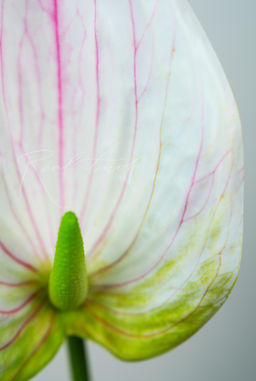 Антуриум 3D - Бело-розовый - Real touch фото 2