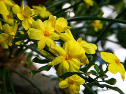 Жасмин голоцветковый