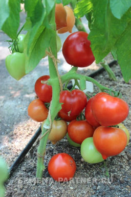 Томат Диадема - Партнер фото 5