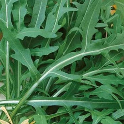 6196U Двурядник тонколистный Стрелы Купидона 0,5гр