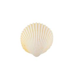 Blumentag / Zlatka DRF-030 Ракушки морские 15 шт. 5 см Cardium Flavus