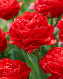 e275e9e52027c493b95e782437840b75ecuw71podwm9wjv1xi