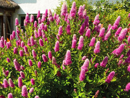 Спирея Билларда