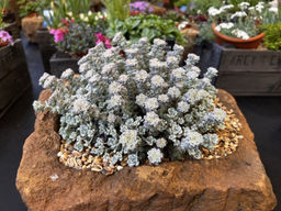 Очиток Кейп Бланко