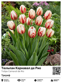Тюльпан Carnaval de Rio (Триумф) - Голландские луковицы фото 2