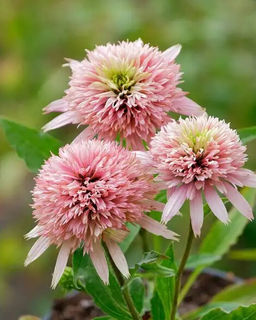 Эхинацея Cherry Fluff (Махровая)