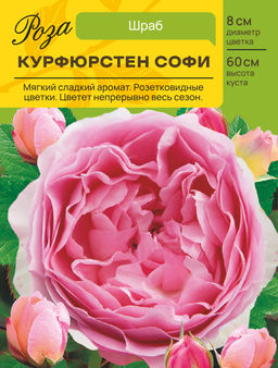 Роза Курфюрстен Софи (Шраб) С ЦВ.НАКЛЕЙКОЙ 1шт