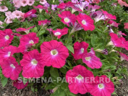 Петуния Итальянка Розабелла розово-белая - Партнер фото 6