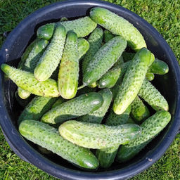 5049D Огурец Прагматик F1 5шт