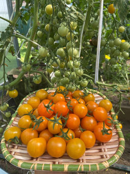 Томат ДУБЛОН ЗОЛОТОЙ коллекция Татьяны Штайнерт Авторская селекция - Уральский дачник фото 5