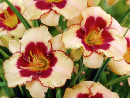 Лилейник Эйджлес Бьюти